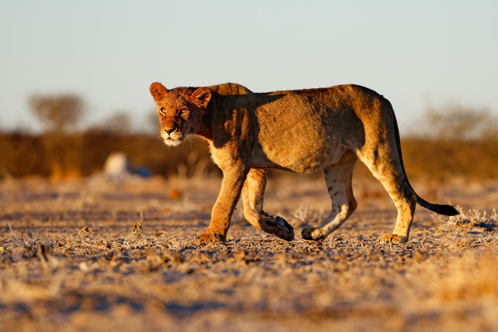Lionceau