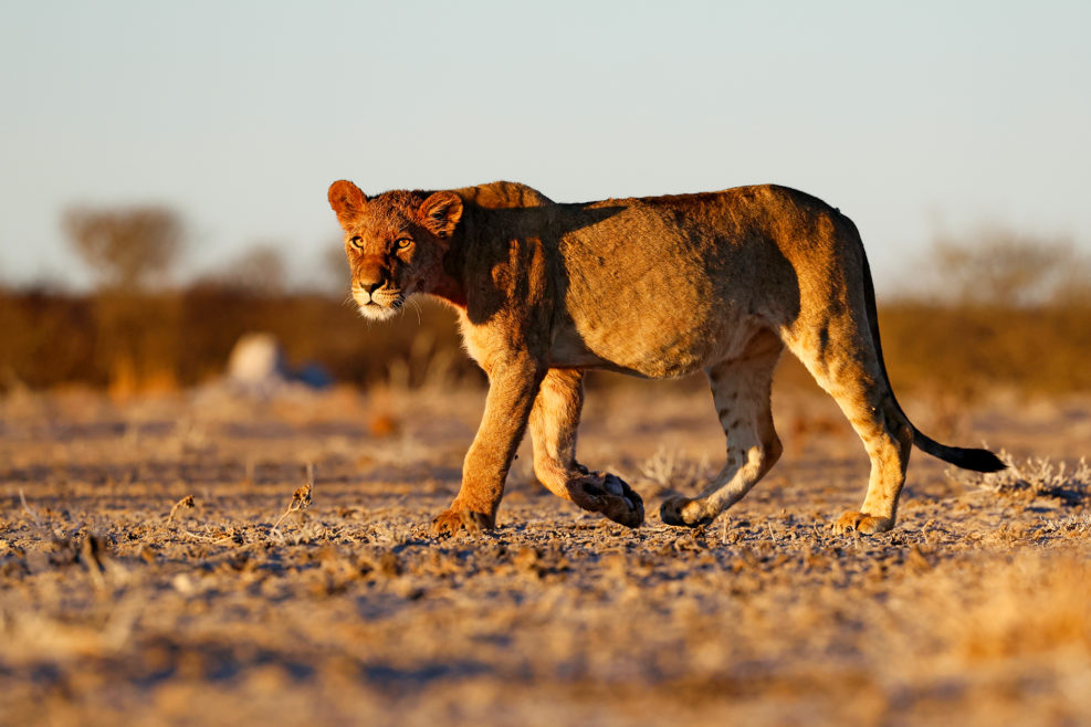 Botswana